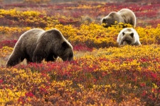 Photo (U.S. National Park Service)