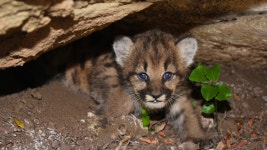 Researchers Discover Litter of Four Mountain Lion Kittens, All Female - Santa Monica Mountains National Recreation Area (U.S.... 