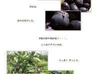 2013.09.05「吉川なす」｜アグリンの家 Agrist Farm