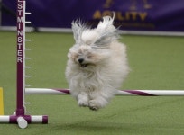 Dogs test their speed in Masters Agility Championship competition – New York Daily News Dogs test their speed in Masters... 