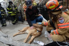 FDNY firefighters save cat and dog from fire in Brooklyn brownstone – New York Daily News FDNY firefighters save cat and dog... 