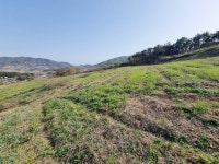 토지/임야 - 임야, 충청북도 보은군 삼승면 원남리 : 청주교차로 NZINE 부동산 토지/임야 - 임야
