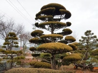 왕성수목원(조경)