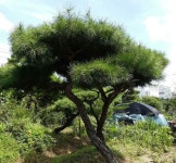 녹우조경 세부정보 녹우조경