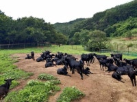 보령 방목장흑염소농장