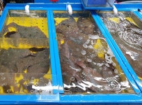 천지수산