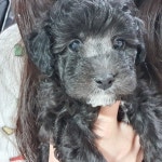 울산대구애견