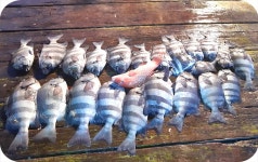 거문도샬롬민박,좌대낚시터