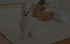 여수애견/여수애견하우스