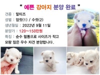 여수애견/여수애견하우스