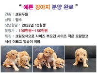 여수애견/여수애견하우스