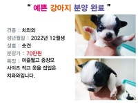 여수애견/여수애견하우스