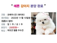 여수애견/여수애견하우스
