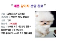 여수애견/여수애견하우스