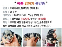 여수애견/여수애견하우스