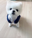 개이쁘개