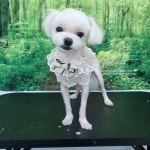 개이쁘개