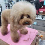 개이쁘개