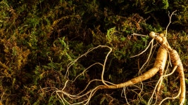 자연산약초마을