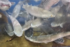 돌고래수산