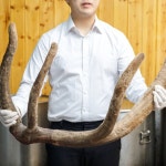 양지단비사슴나라