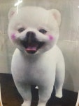 알라딘펫