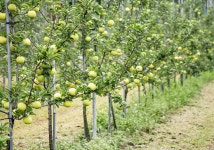 양지농장직영꽃백화점