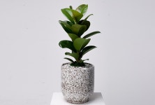 산동플라워아카데미/구,연화플라워