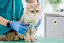 베스트동물병원