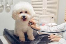 베스트동물병원