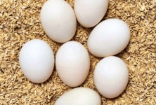 낭만기러기거위 농장