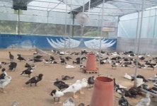 낭만기러기거위 농장