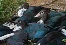 낭만기러기거위 농장