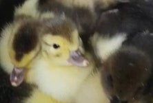 낭만기러기거위 농장