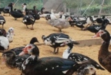 낭만기러기거위 농장