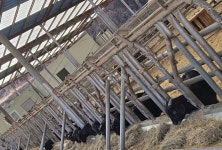 초원흑염소농장 초원흑염소농장 