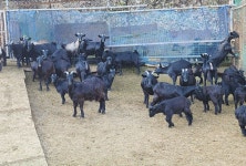 초원흑염소농장 초원흑염소농장 