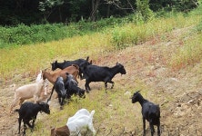 초원흑염소농장 초원흑염소농장 