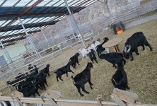 초원흑염소농장 초원흑염소농장 