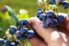 베리하우스
