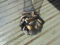 오목낚시 유료낚시터 > 오목낚시터 오월 세째주 조황 : 낚시사랑