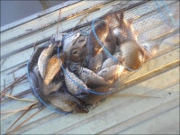 유료터정보 > 유료터점주조황 > 가을이 깊어가는 시월 네째주 대박조황!!!