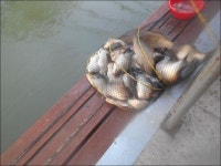 오목낚시 유료낚시터 > 오목낚시터 사월 첫주 조황!! : 낚시사랑