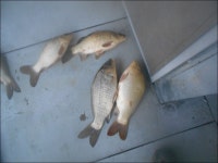 아산오목낚시터 유료낚시터 > 오목낚시터 10월23일 조황알림!! : 낚시사랑