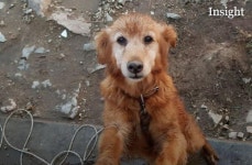 자유게시판-영흥대교앞 리트리버를 구해주세요 내용 | main>함께하는군정>네티즌광장 인천광역시 옹진군청