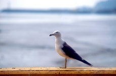 옹진포토-연평도-이미지 내용 | media