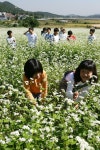 옹진포토-북도-2007년메밀꽃 내용 | media