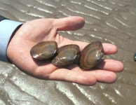 옹진포토-대청 지두리 내용 | media