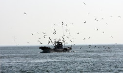 옹진포토-백령도 장촌 까나리 내용 | media