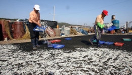 옹진포토-백령도 장촌 까나리 내용 | media